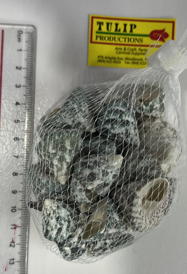Sea shell small cone